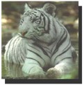 Bengal Tiger